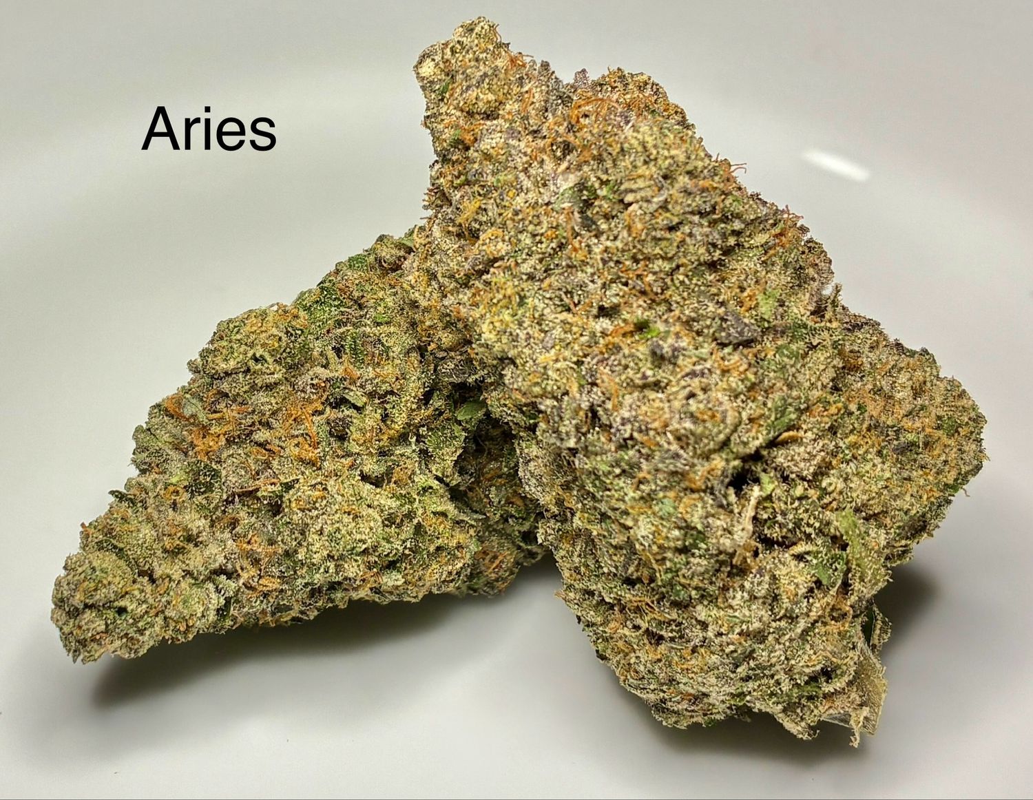 Aries (H)