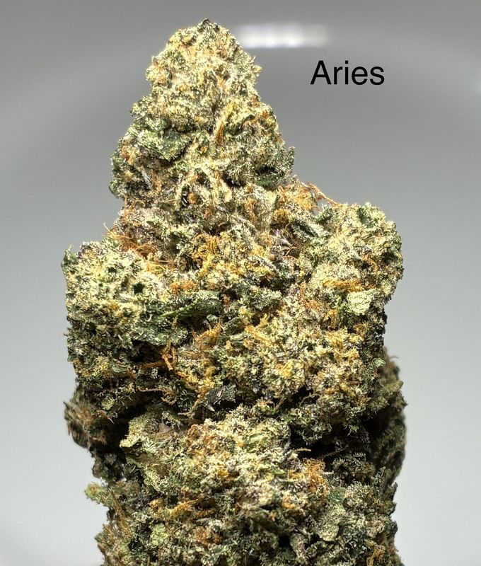 Aries (H)