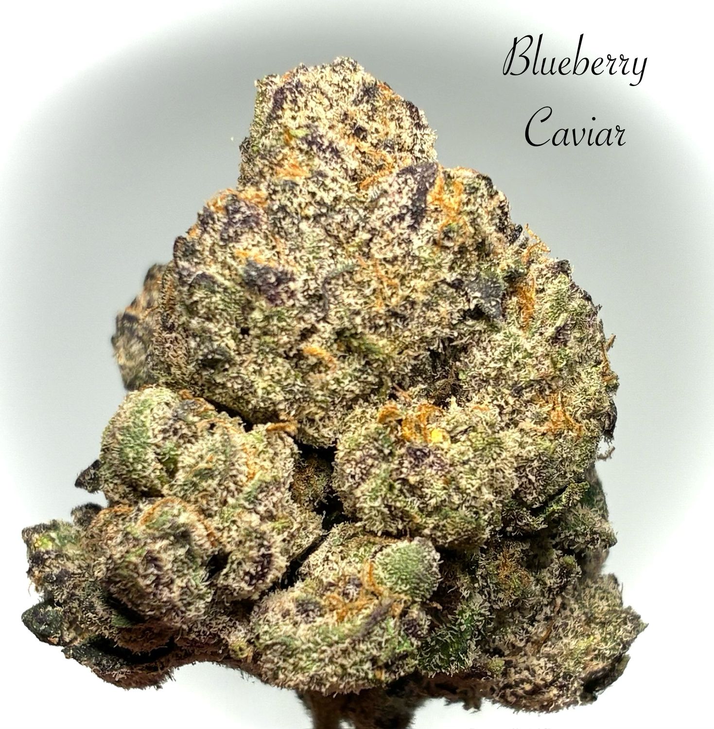 Blueberry Caviar (SH)