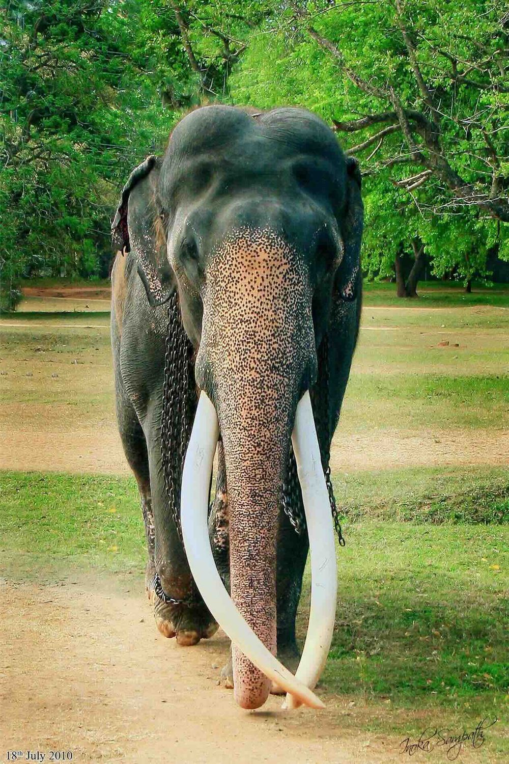 Elephant Portrait - Wild Tusker with Long Tusk Digital File

