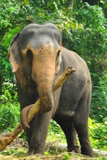 
Majestic Sri Lankan Domestic Elephant - Digital Download

