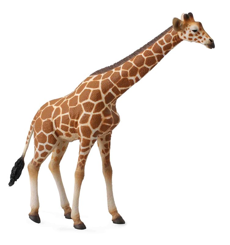 Reticulated Giraffe