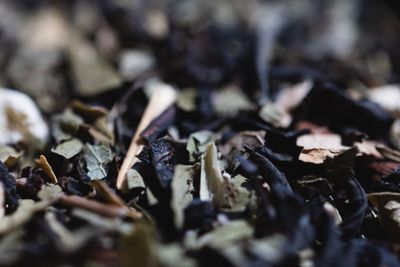 Kāne Kāne  | Men’s Health  (Adaptogenic)