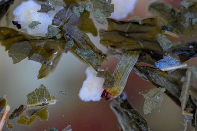 Sentience | Cell Health  (Adaptogenic)