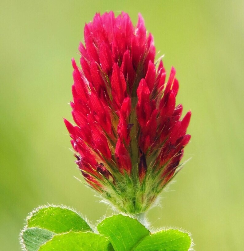 Clover Crimson 1lb