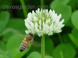 Clover Ladino 1lb
