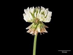 Clover White 1lb