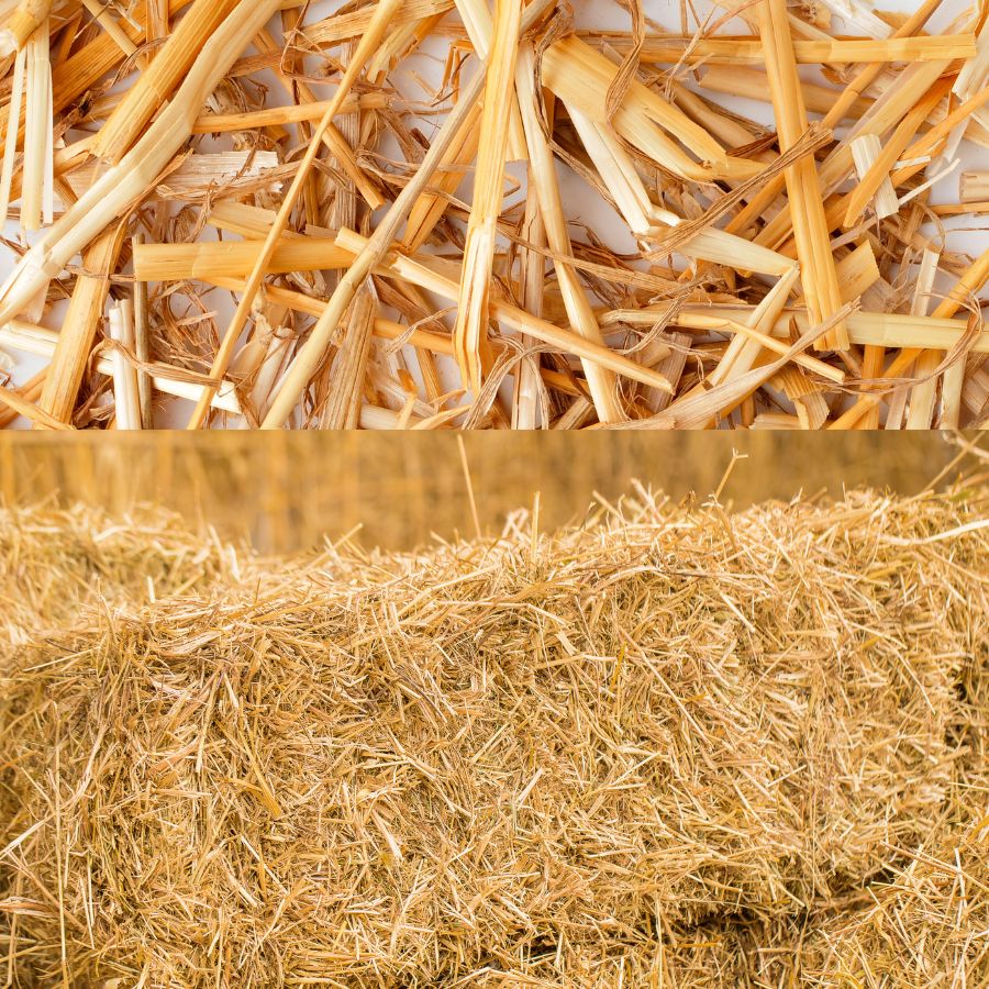 Straw Barley