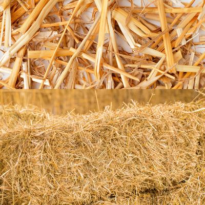 Straw Barley