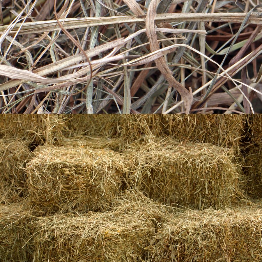 Hay 1st crop