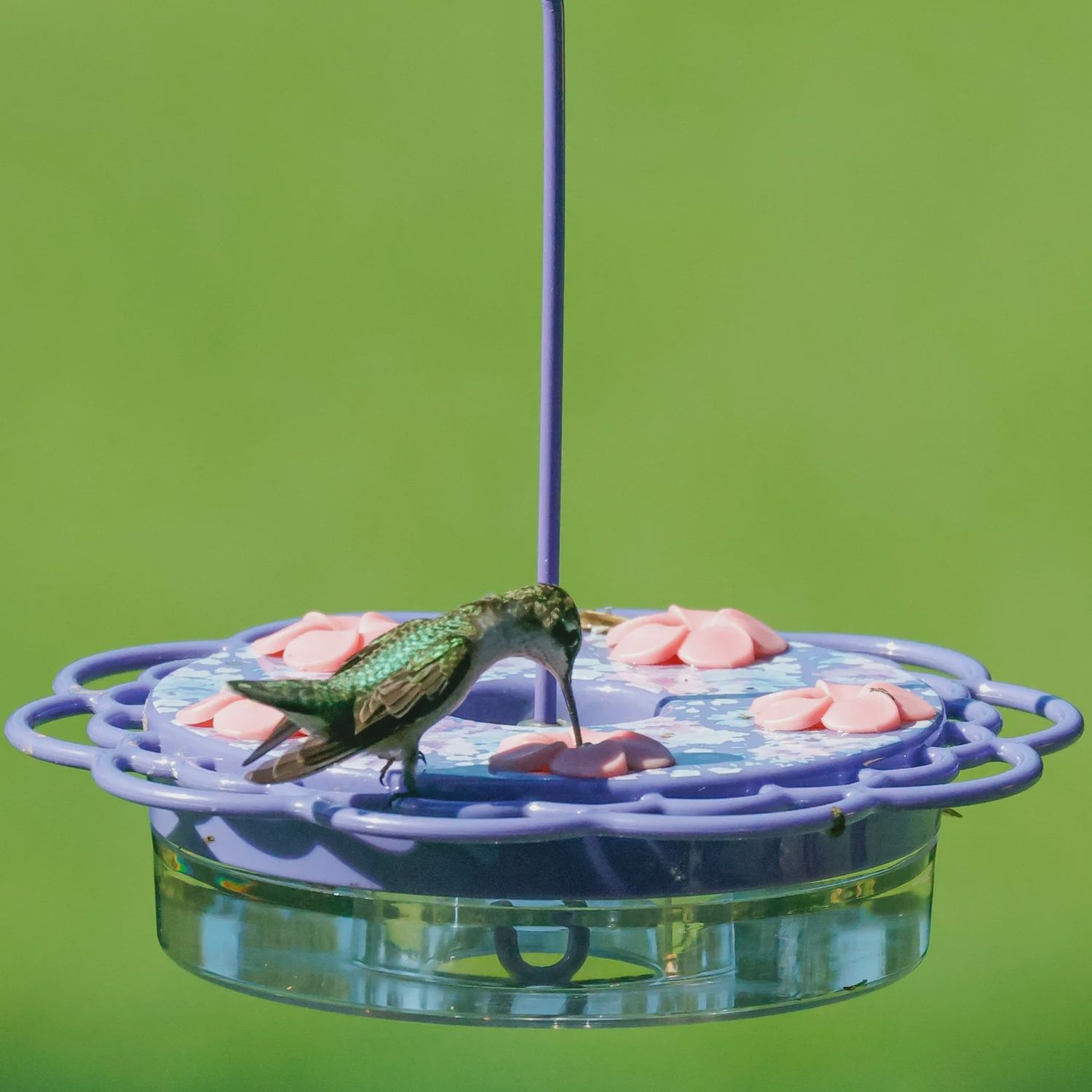 BF HB Petunia Plastic Dish 13oz