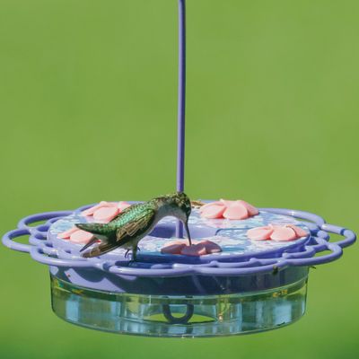 BF HB Petunia Plastic Dish 13oz
