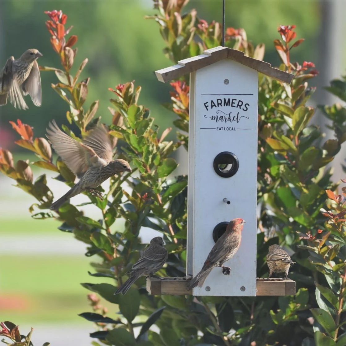 BF Vertical Feeder Rustic