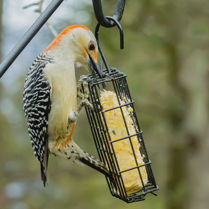 BF Suet Cage - 4 cake metal