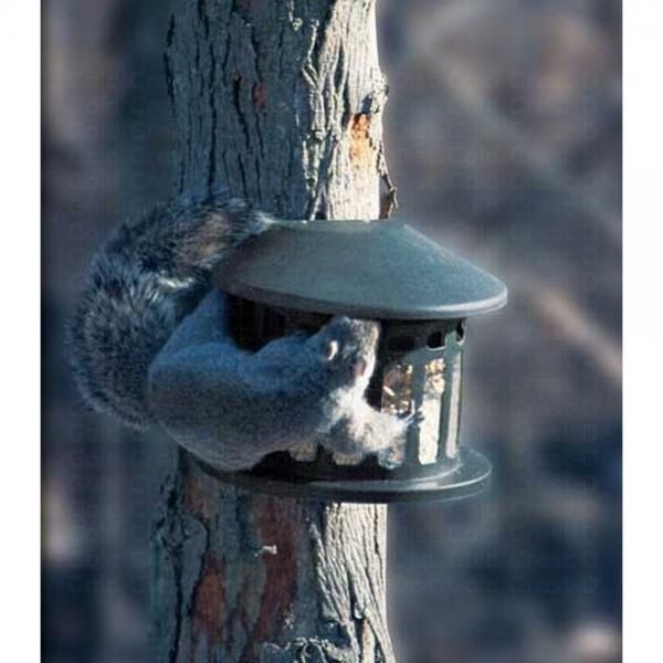 BF Squirrel Diner II