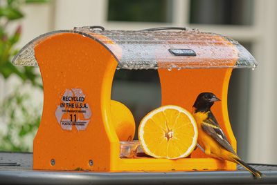BF Oriole Feeder Recycled