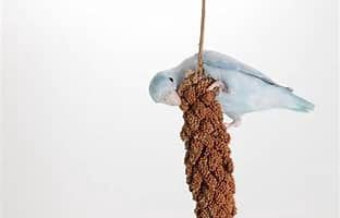 Millet Spray 5lb