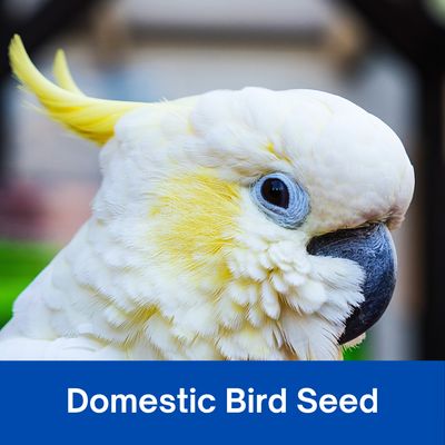 Domestic Bird Seed