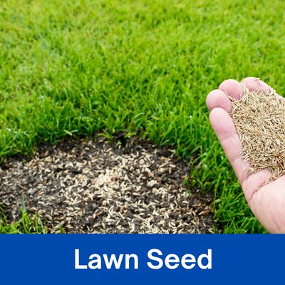 Lawn Seeds