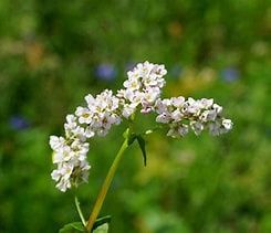 Buckwheat 1lb