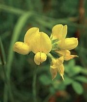 Birdsfoot Trefoil