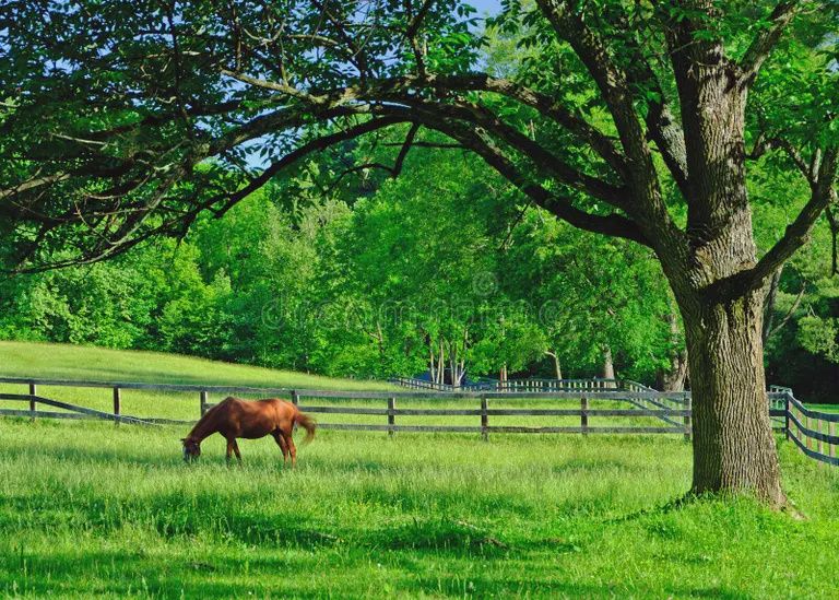 Deluxe Pasture Mix 1lb