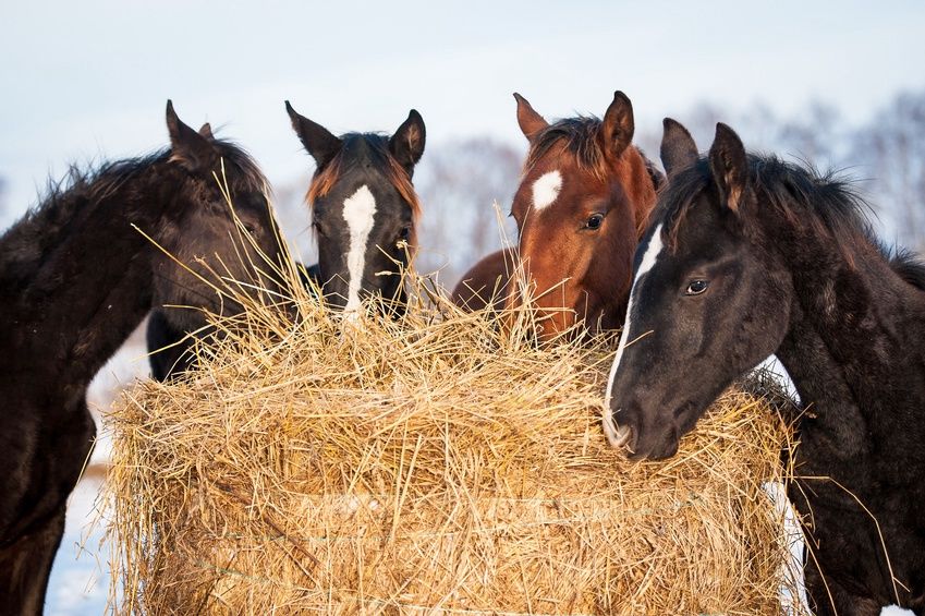 Hay Pasture Mix 50lb