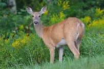 Wildlife Seed Mix 5lb