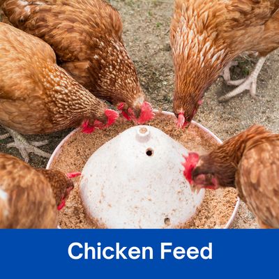 Chicken Feed