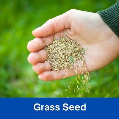 Grass Seed