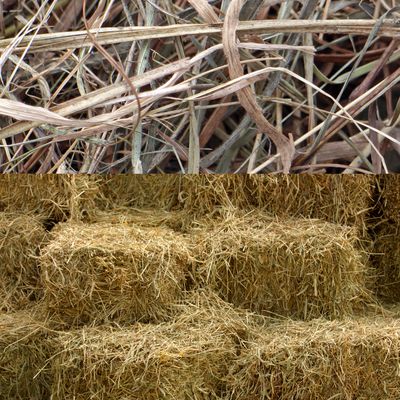 Hay 1st crop
