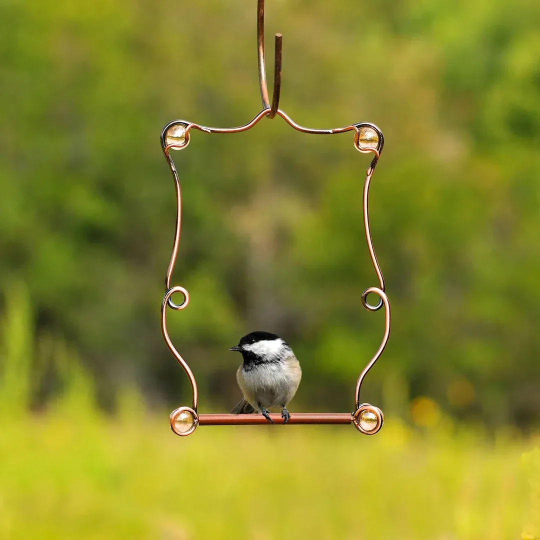 BF Hummingbird Swing