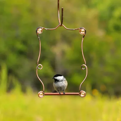 BF Hummingbird Swing