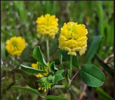 Clover Yellow Blossom 1lb