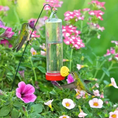 BF Perky Pet Planter Feeder