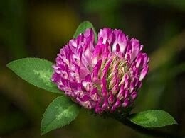 Clover Medium Red 1lb