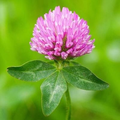 Clover Medium Red 1lb