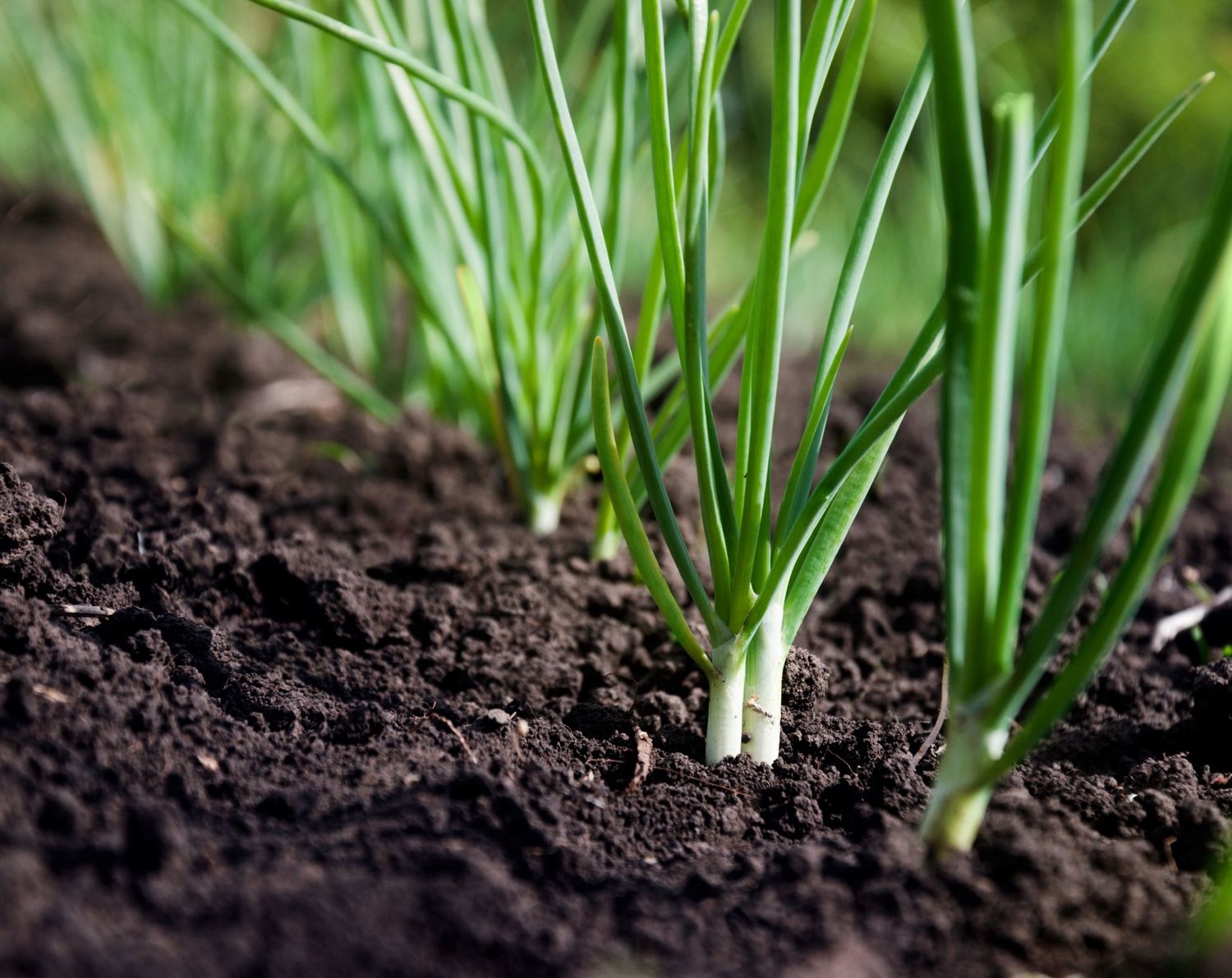 Onion Plants