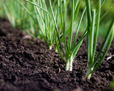 Onion Plants