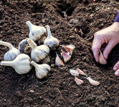Garlic by the bulb-1
