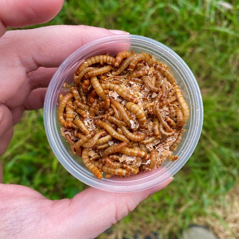 Mealworms Live 1oz - approx 100