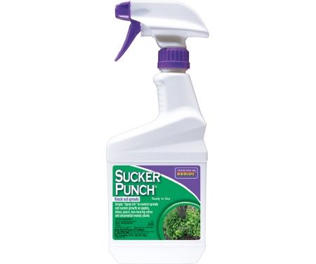 Sucker Punch 16 oz