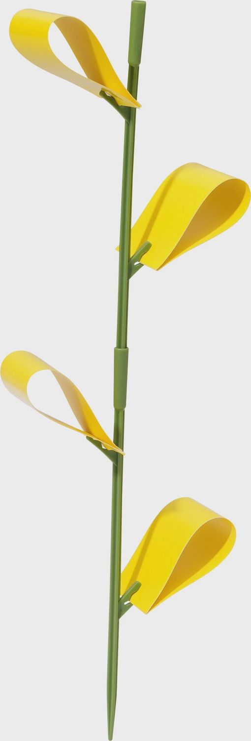 Houseplant Sticky Traps