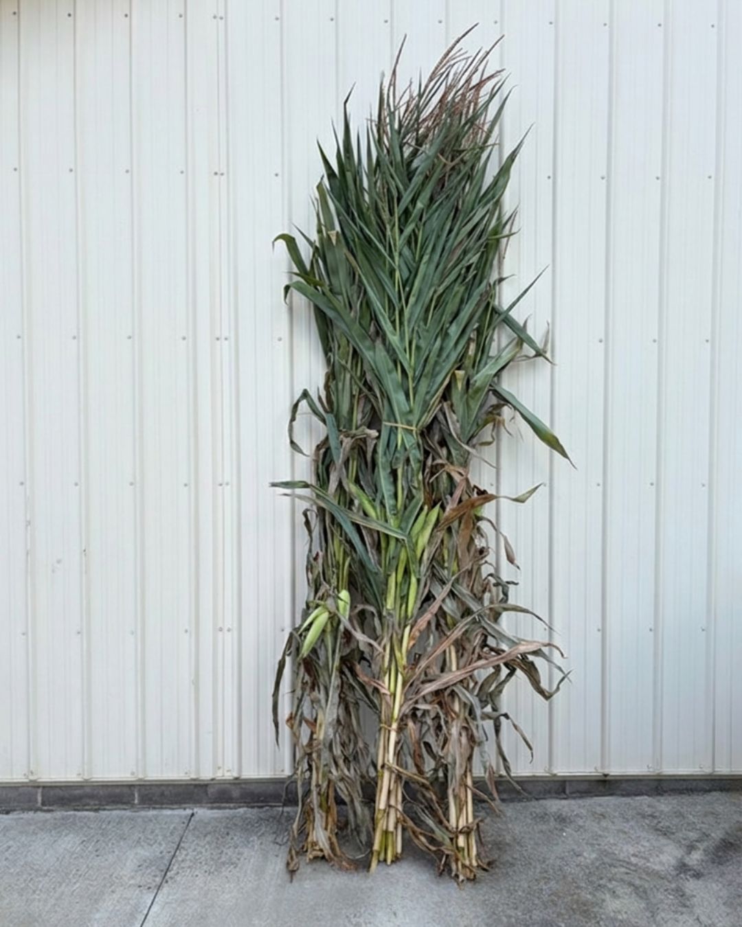 Corn Stalks