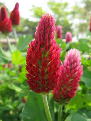 Clover Crimson 1lb