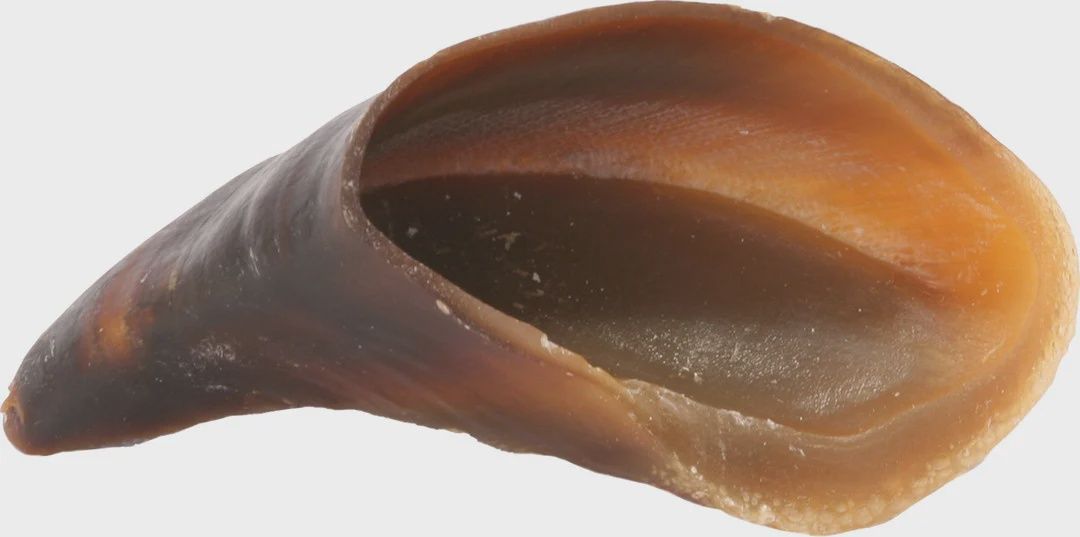 Hooves Cow Natural