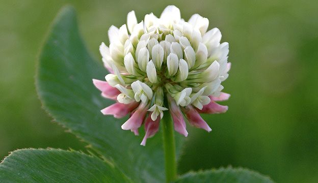 Clover White 1lb