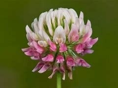 Clover Alsike 1lb
