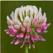 Clover Alsike 1lb