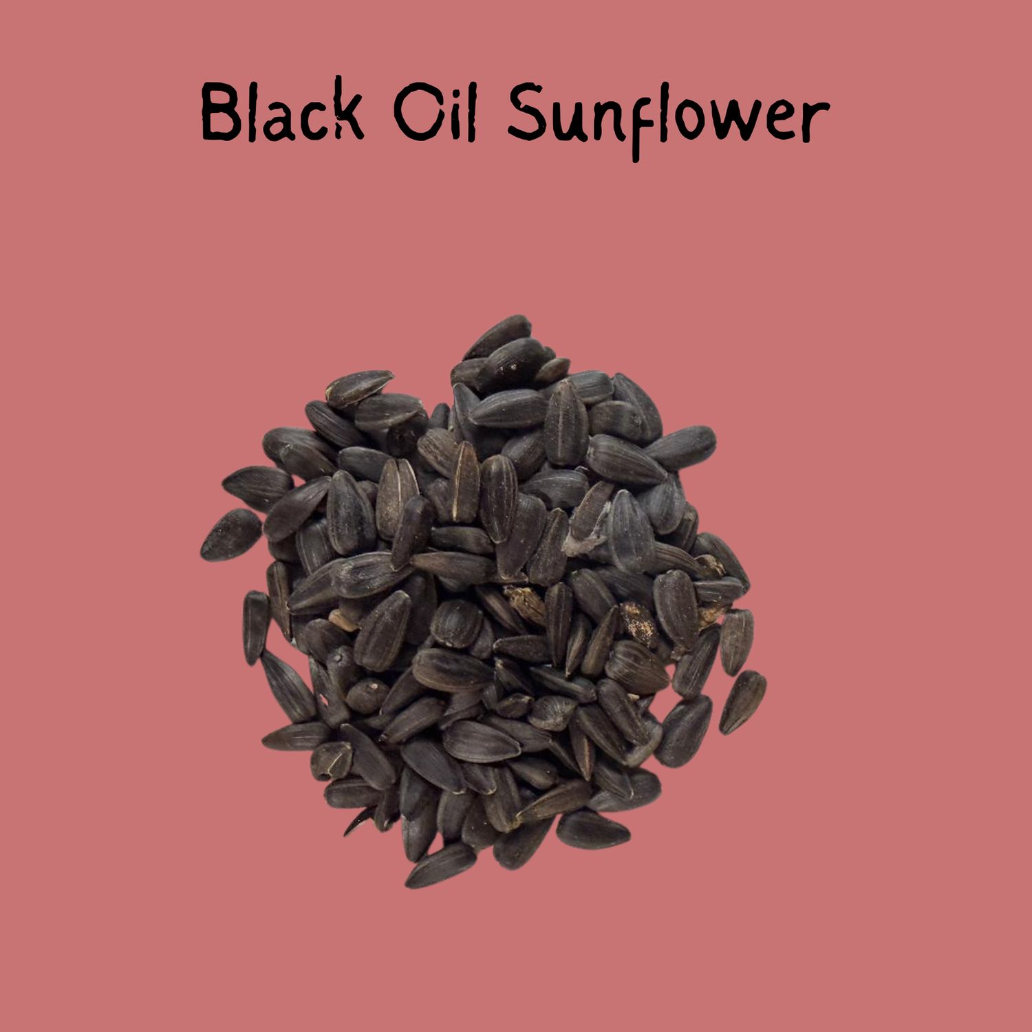 Oil Sunflower Seed 5lb